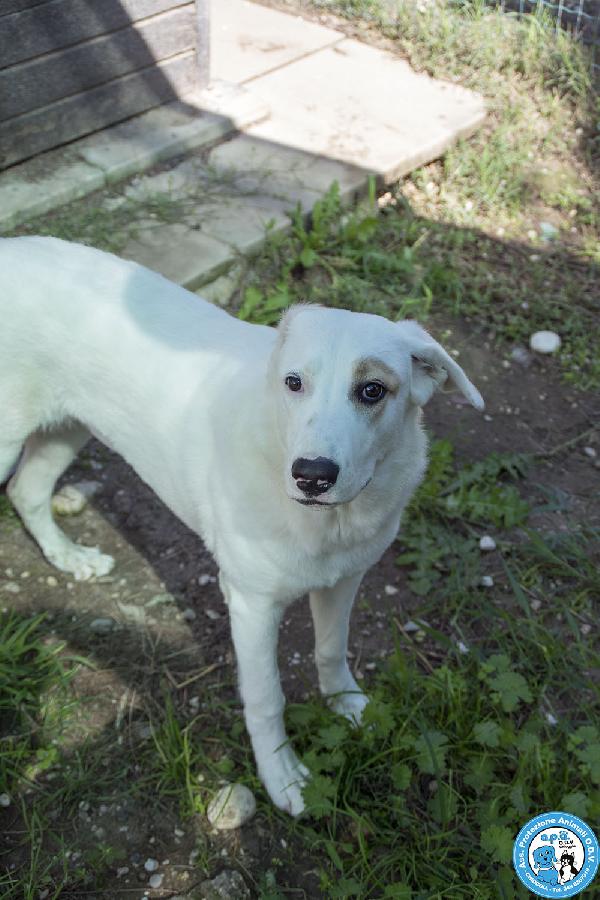 Perla, cucciolona esuberante e gioiosa… Foto 4